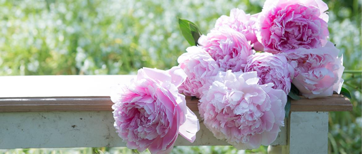 Appleyard Flowers